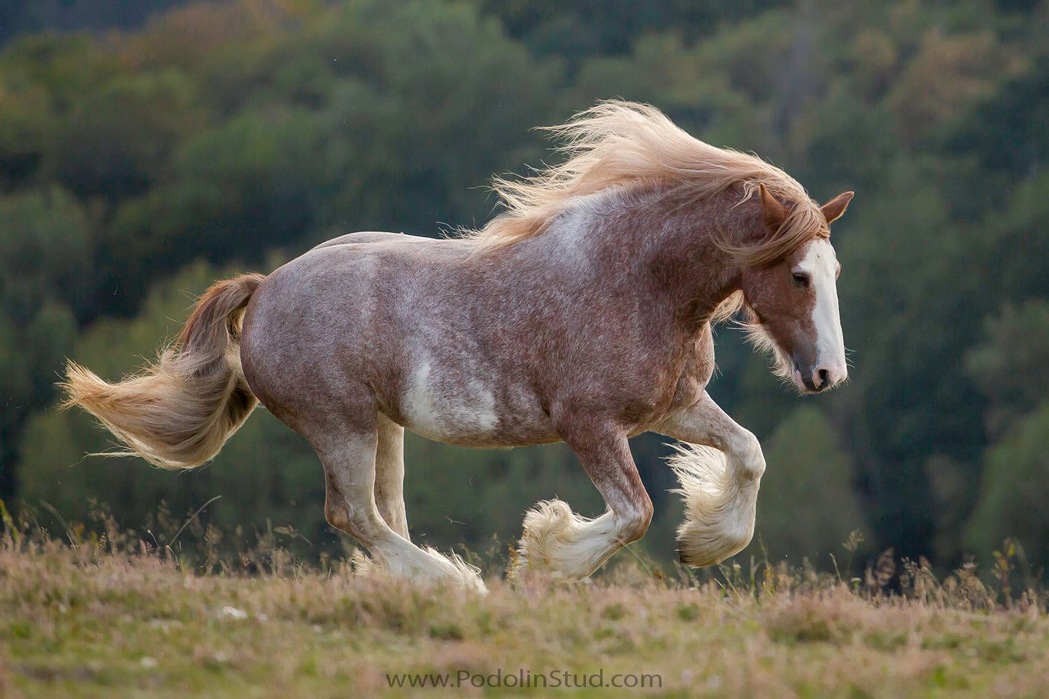 beautiful gypsy vanner horses